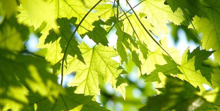 green maple leaves on a branch